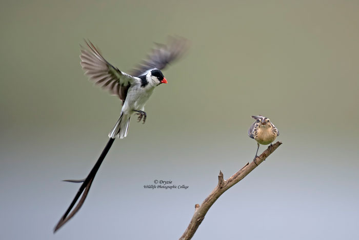 Pin-tailed-whydah