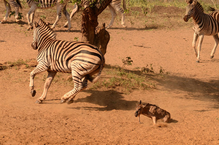 Zebra attack wildebeest calf - Africa Geographic
