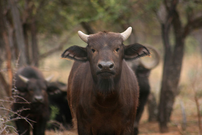Chris Spillane/Bloomberg A buffalo bull calf named Manyara stands with other buffaloes at the Lumarie Game Farm in Limpopo province. Manyara is the half-brother of Horizon, South Africa’s biggest-horned disease-free buffalo bull, who earned his name from his 55-inch wide horns. 