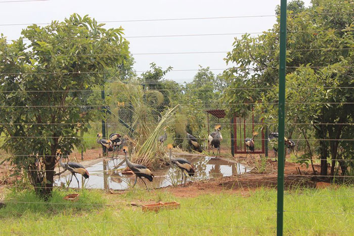 Grey Crowned Cranes in Rwanda