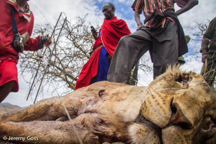 A lioness killed by a hunting party in southern Kenya. This after the pride killed livestock in an area that deals with all the costs of wildlife, but sees no benefits.