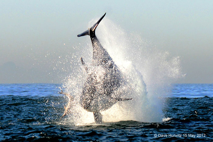 killer-whale-breach