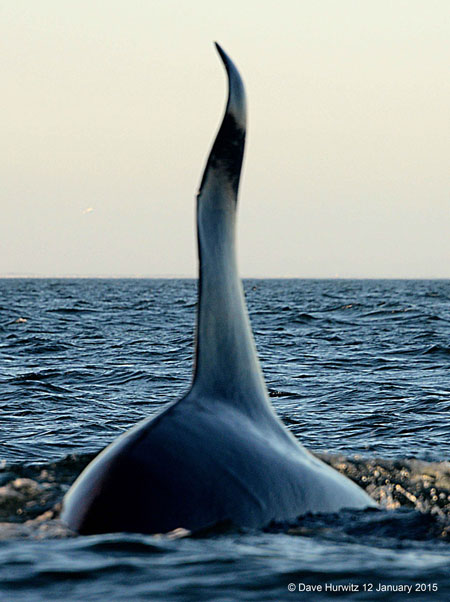 killer-whale-fin