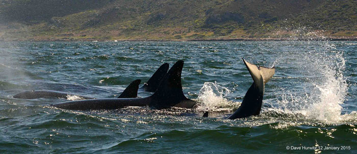killer-whales-false-bay-south-africa