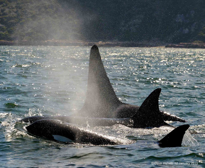 orca-cape-town