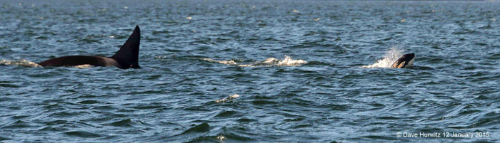 orca-false-bay