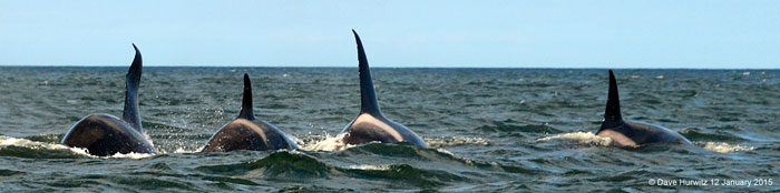 orcas-cape-town