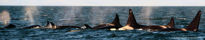 orcas-false-bay