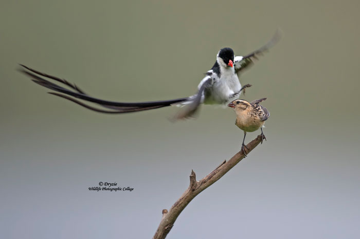 pin-tailed-whydah-Dryzie
