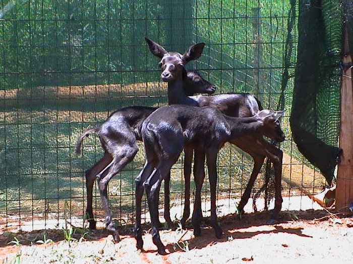 black impala colour morph