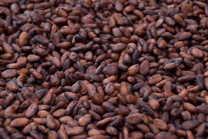 cacao cocoa