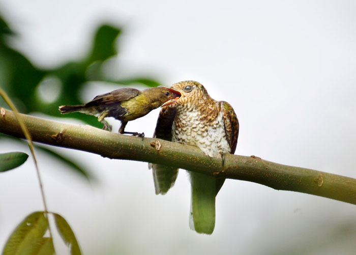 Klaas Cuckoo Variable Sunbird