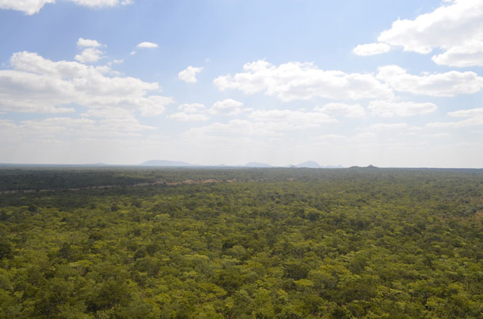 forest Malawi