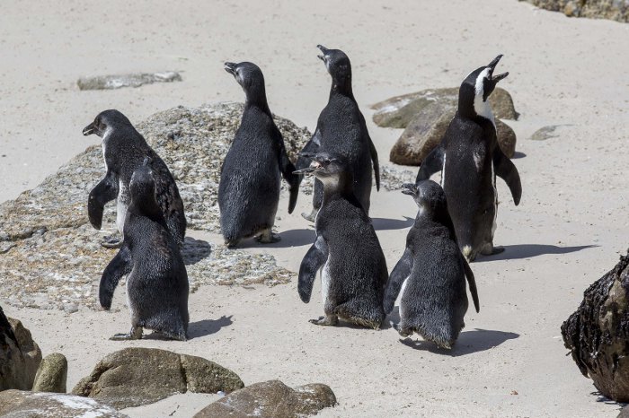 penguin release boulders beach 