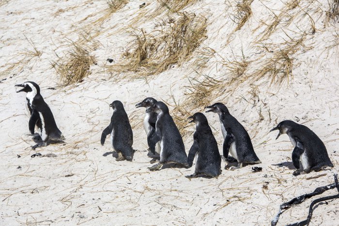 penguin release boulders beach
