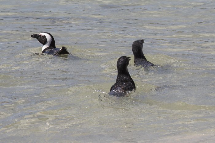 penguin release boulders beach