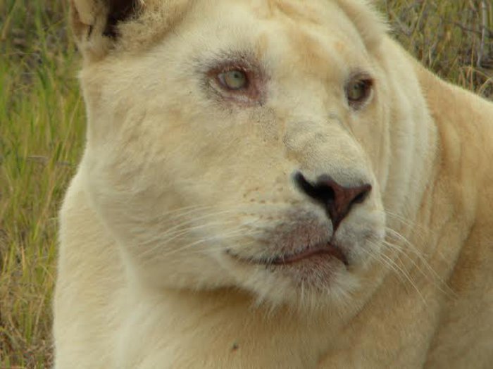 A white lion with skin lesions