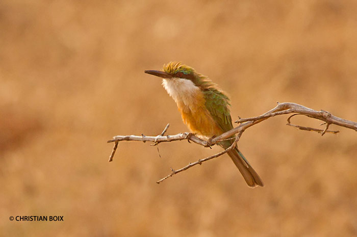 Somali-Bee-eater