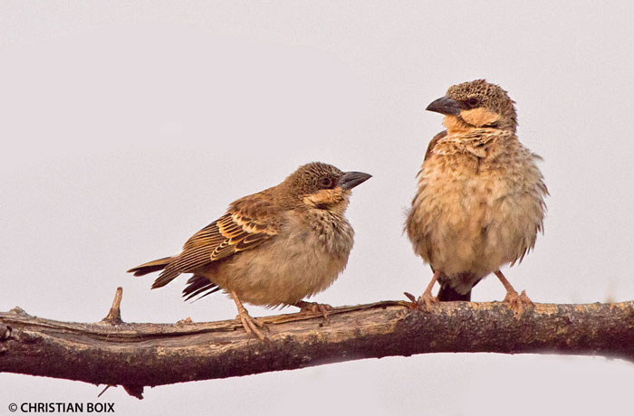 sparrow-weaver