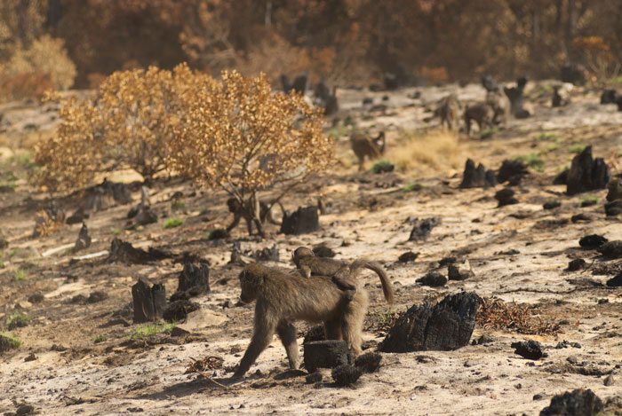 baboons cape fire 
