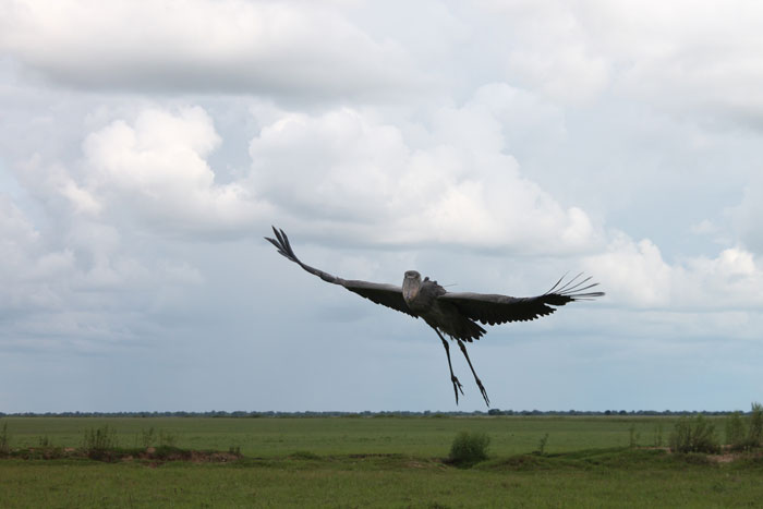 shoebill stork flying