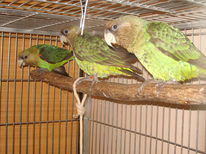 cape parrots rehabilitation