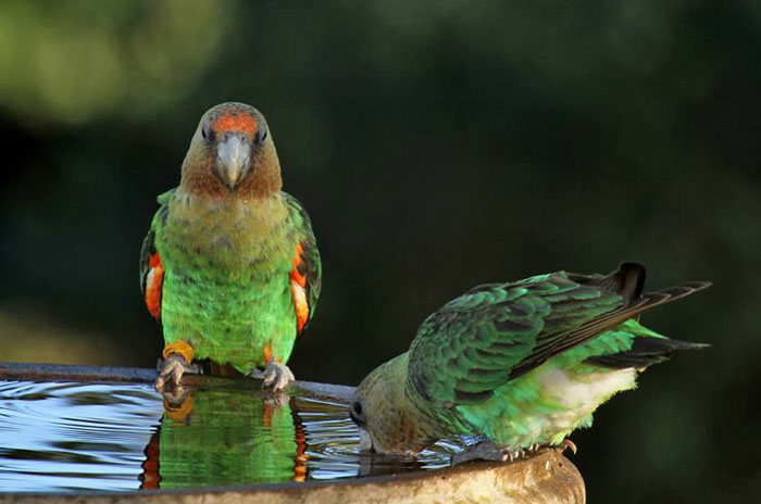 cape-parrots