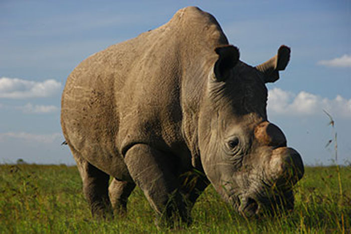 The last 3 of the world's rarest rhinos are unable to breed - Africa