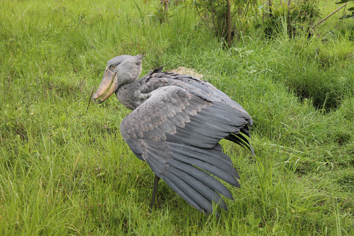 shoebill stork inBangweulu Wetlands