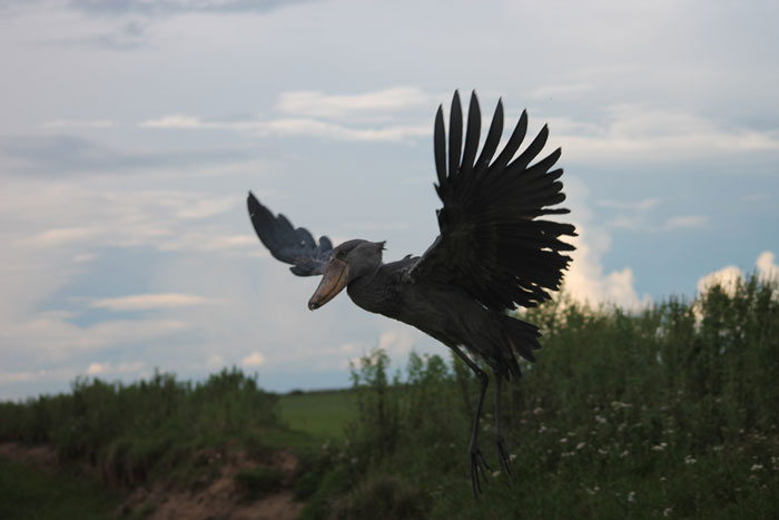 shoebill stork in Bangweulu Wetlands