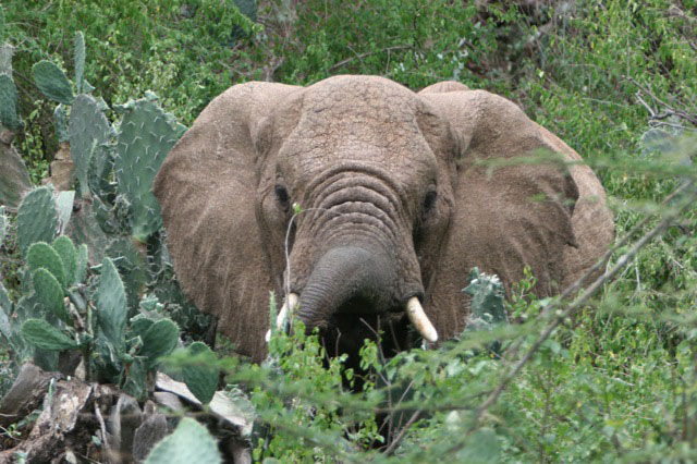 somali elephant babile