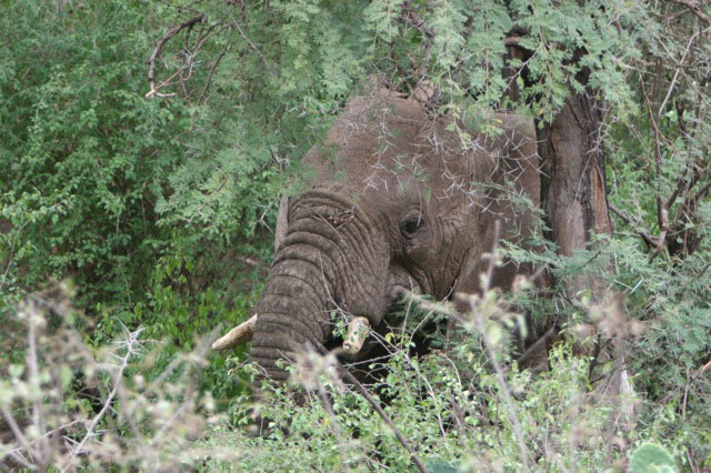 somali elephant