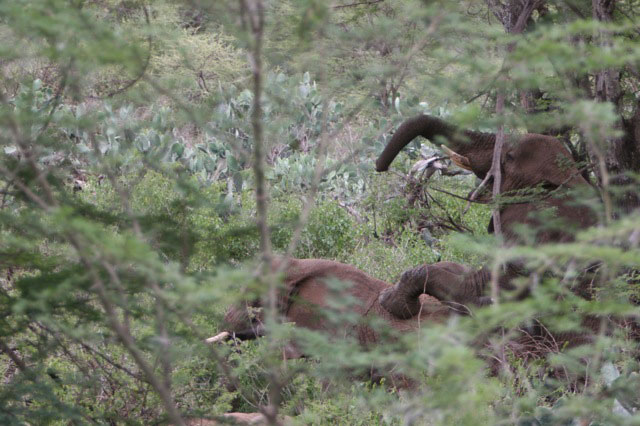 Somali elephants mating