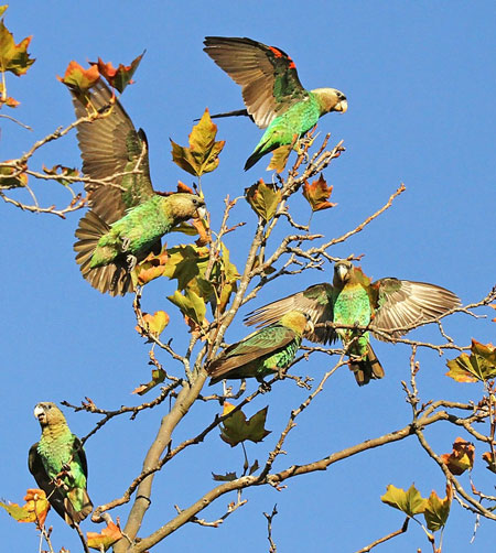 rehabilitated parrots