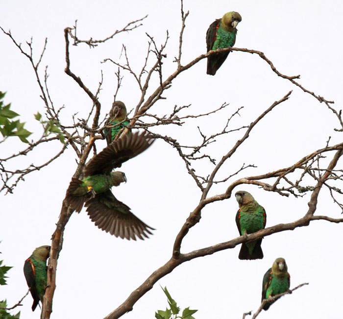 wild cape parrots