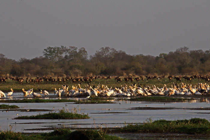 zakouma-birdlife-pelicans