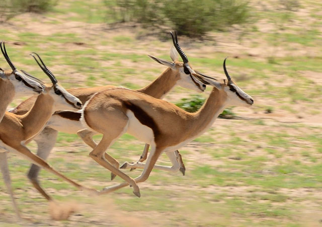 Springbok: The Kgalagadi's kangaroos - Africa Geographic