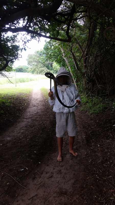 Forest Cobra with bee suit