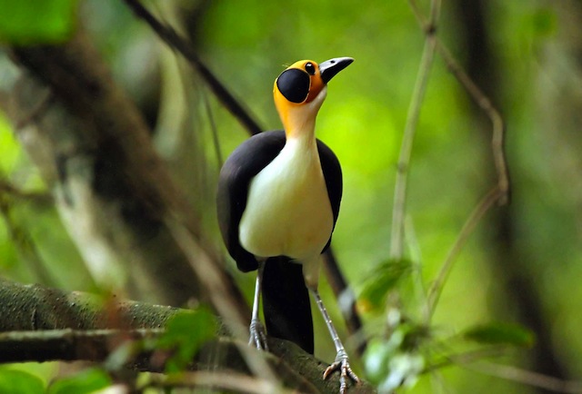 The 10 Most Remarkable Birds in Ghana - Africa Geographic