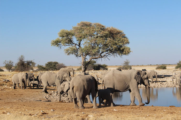 elephants namibia