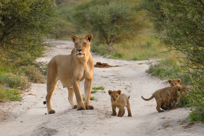 lion cubs kalahari