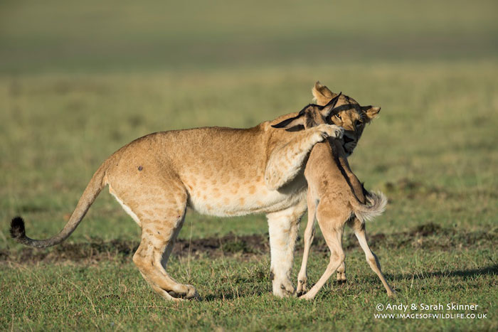 When a lone baby wildebeest meets some lions - Africa ...