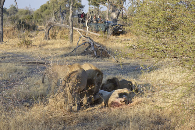 Bizarre Lion Behaviour In The Okavango Delta Africa Geographic