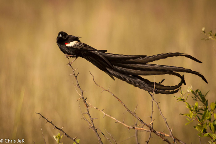 long-tailed widowbird 