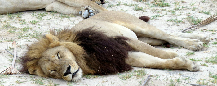 maned lioness