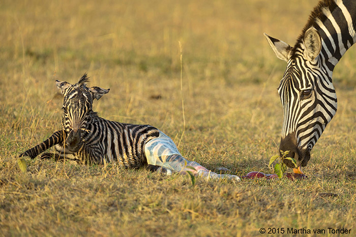 A Zebra Birth Africa Geographic 5534