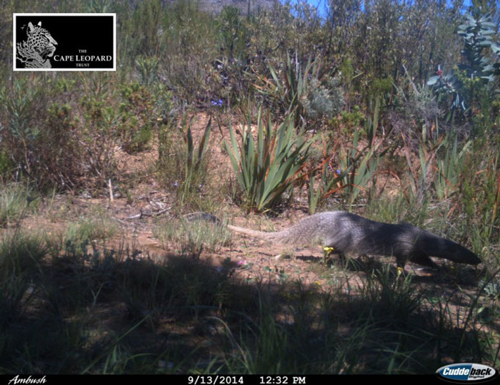 Large grey mongoose