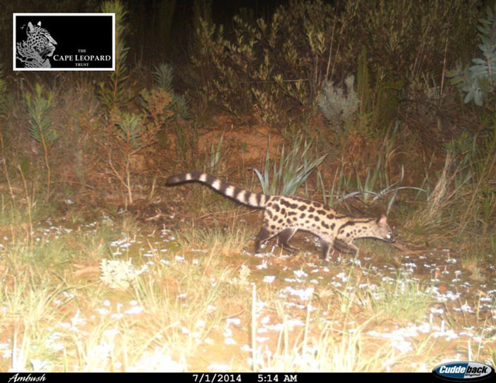 Large spotted genet