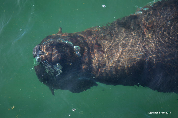 Cape fur seal in water