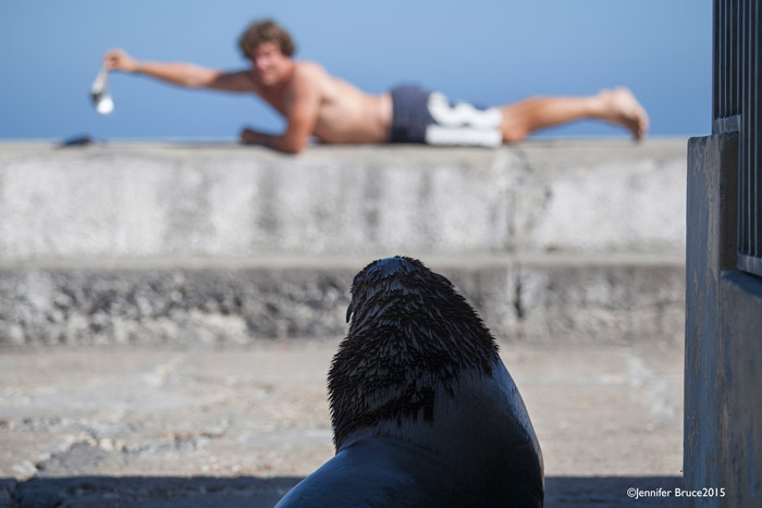 Cape fur seal watches human